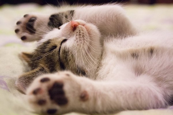 What are the best non-clumping litters for kittens?