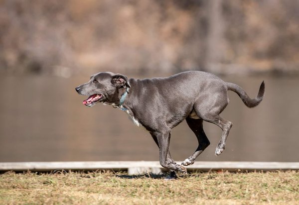 How to train a dog not to chase cars?